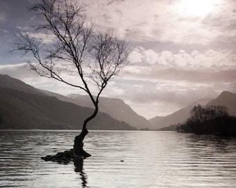 LLYN PADARN PHOTO, Llanberis lonely tree photograph, Snowdonia photography card, blank greetings card