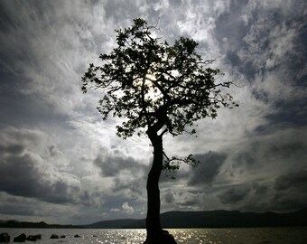 LOCH LOMOND TREE, Scotland lonely tree photography card, Millarochy Bay photograph, blank greetings card