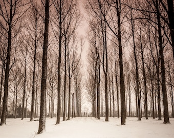 SNOWY WINTER TREES, tree photography print, A4 wall art, mounted photo