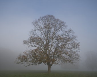 MISTY TREE PHOTOGRAPH, lonely tree photo in 21x29.5cm mount, A4 wall art