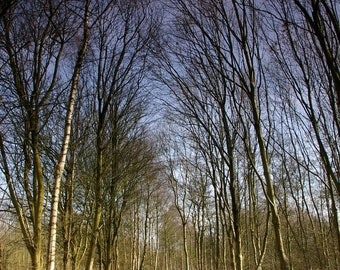 CHORLTON EES PHOTOGRAPH, nature reserve photograph, photo in 21x29.5cm mount photography print, A4 wall art
