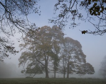 MISTY COPSE, TREES, a copse of trees in the mist, ethereal landscape photography card, blank greetings card