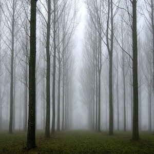 ETHEREAL MISTY TREES, A4 wall art, tree photo in 21x29.5cm mount image 1