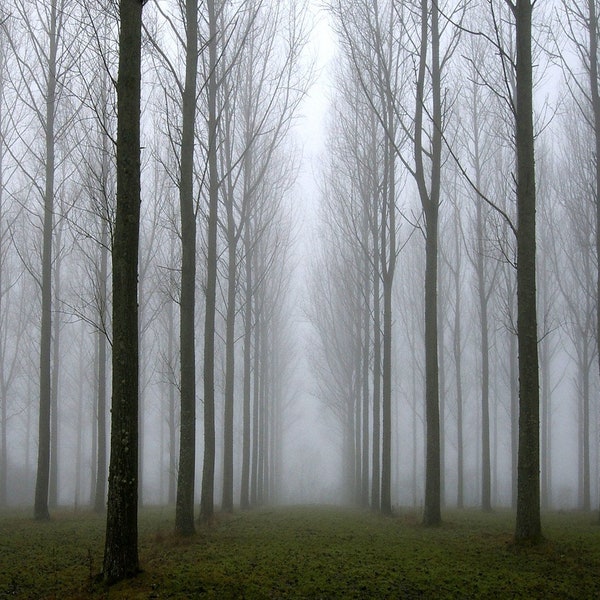 ETHEREAL MISTY TREES, A4 wall art, tree photo in 21x29.5cm mount