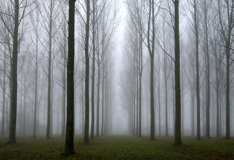 ETHEREAL MISTY TREES, A4 wall art, tree photo in 21x29.5cm mount image 1