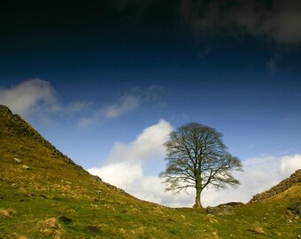 SYCAMORE GAP PHOTOGRAPH, Hadrian's Wall photo in 21x29.5cm mount, A4 wall art