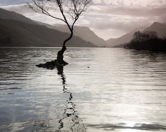 SNOWDONIA TREE PHOTO, lonely tree photo in 21x29.5cm mount, A4 wall art, Llyn Padarn Llanberis, Snowdonia landscape photograph