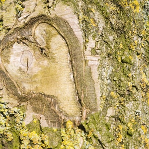 TARJETA DE CORAZÓN DE ÁRBOL, tarjeta con fotografía de árbol, tarjeta de felicitación en blanco,