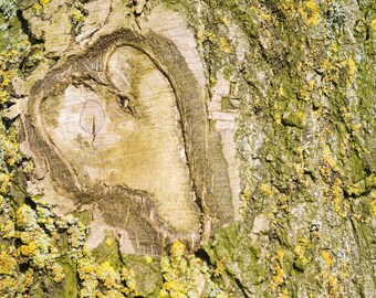 TREE HEART CARD, tree photograph card, blank greeting card,