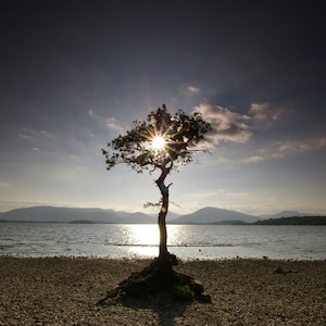 ARBRE LOCH LOMOND, carte de photographie d'arbre solitaire, photographie de paysage d'Écosse, carte de voeux vierge