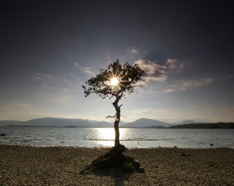 LOCH LOMOND TREE, lonely tree photography card, Scotland landscape photograph, blank greetings card