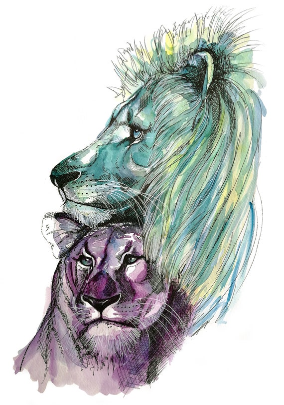 LIONS. Printed drawing on high quality paper. Drawing of the collection of wild animals.
