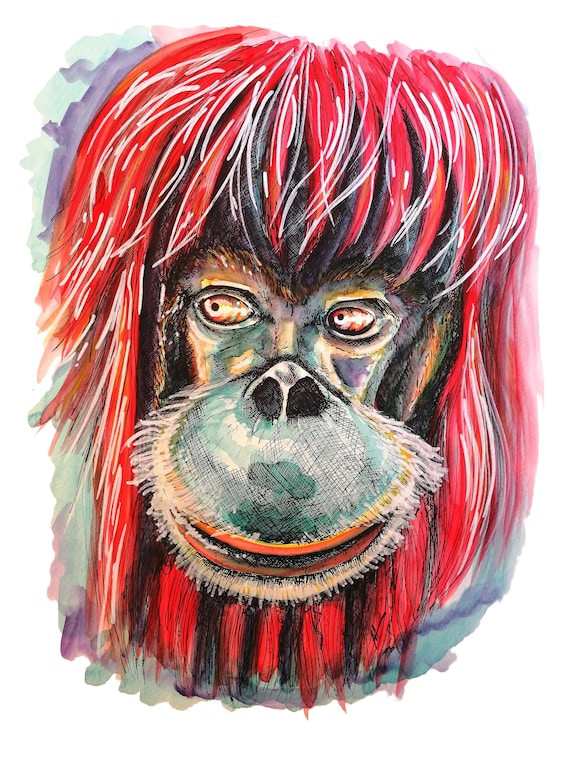 ORANGUTAN. Printed drawing on high quality paper. Drawing of the collection of wild animals.