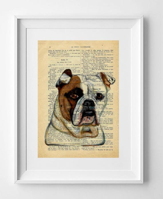 Vintage French Book Page Print: Bulldog Art, Original Drawing Wall Decor 28x19cm.