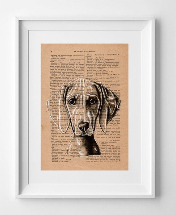 Vintage French Book Page Print: Weimaraner Dog Art, Rudy Drawing, Original Canine Decor 28x19cm.