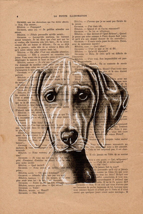 Weimaraner dog RUDY. Printed drawing on recycled original page of the French publication La Petite Illustration of the year 1920.