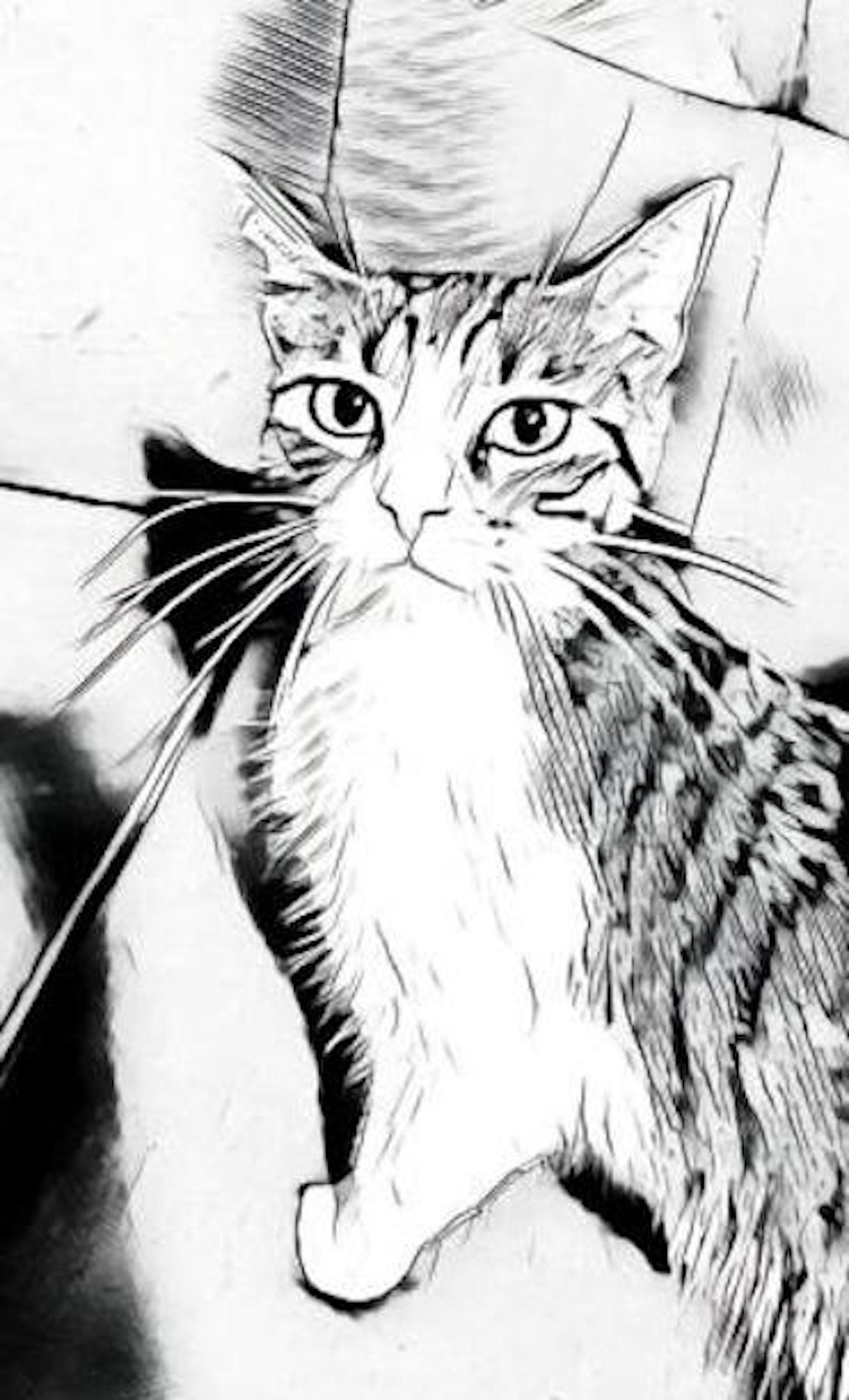 Tabby Cat Coloring Page | Etsy