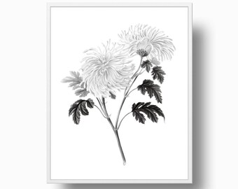 Chrysanthemum Print, Minimal Botanical Chrysanthemum Print, Minimalist Flower Nordic print, Chrysanthemum Printable Download