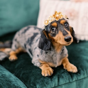 LYRA gold floral glamorous crystal wedding tiara for dogs - small, medium or large