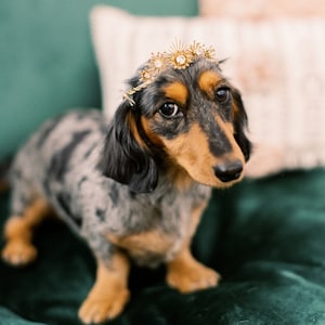 STELLA gold Art Deco himmlischen glamourösen Kristall Hochzeit Tiara für Hunde - klein, mittel oder groß