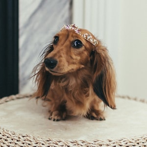 Dog tiara headband sales