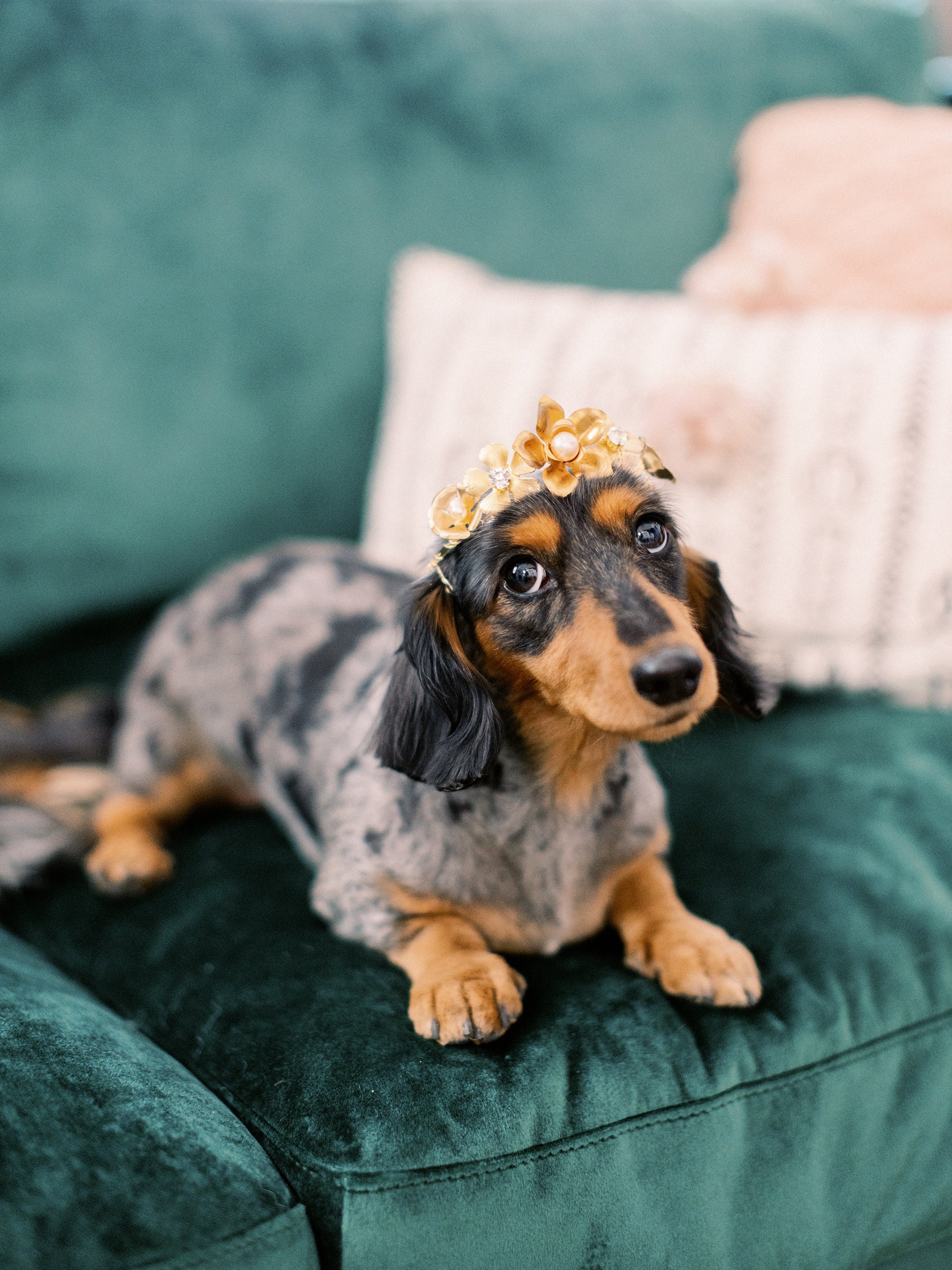 Ara de Mariage Glamour en Cristal Floral d'or Lyra Pour Des Chiens - Petit, Moyen ou Grand