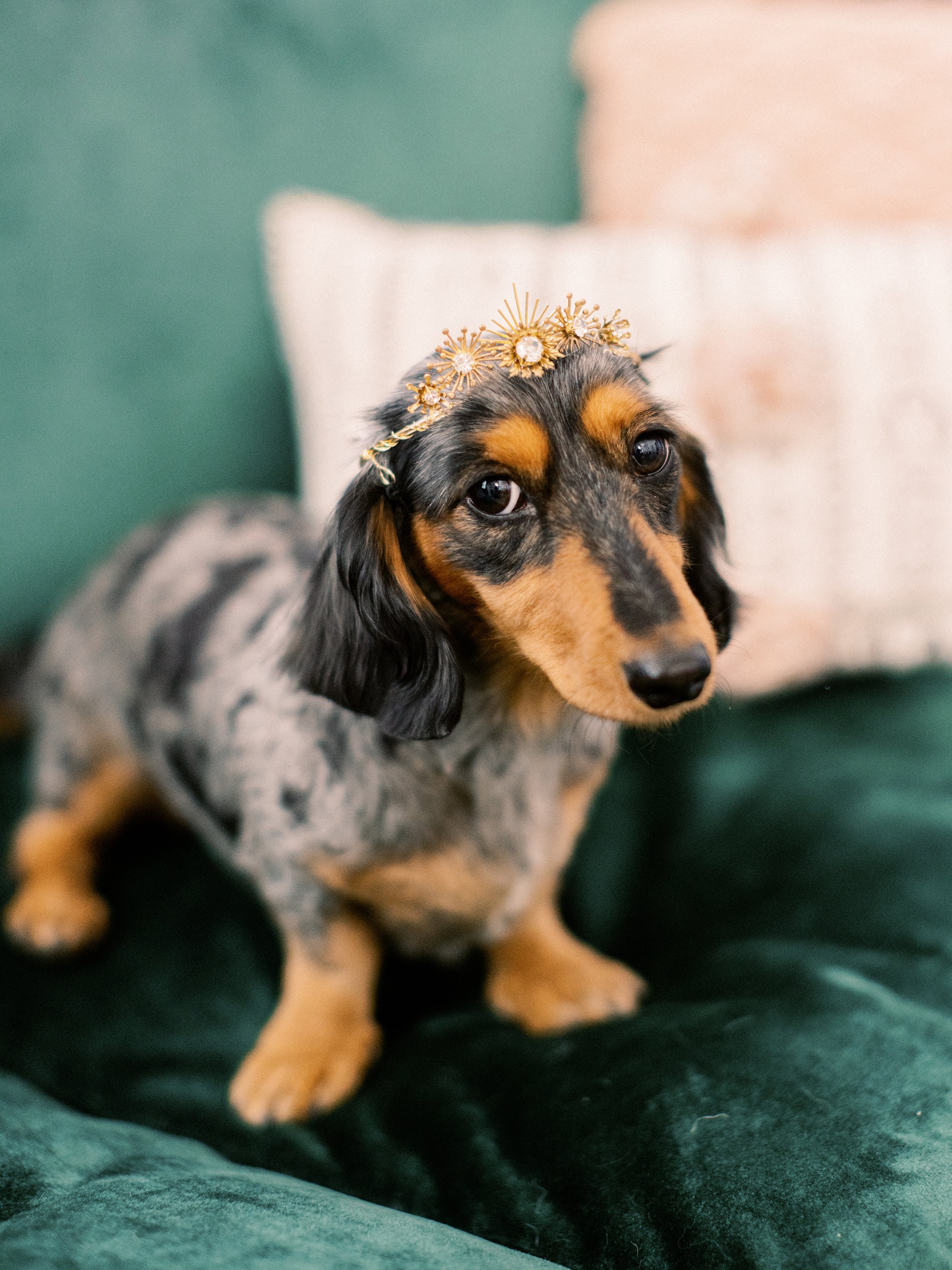 STELLA gold art deco celestial glamorous crystal wedding tiara for dogs - small, medium or large