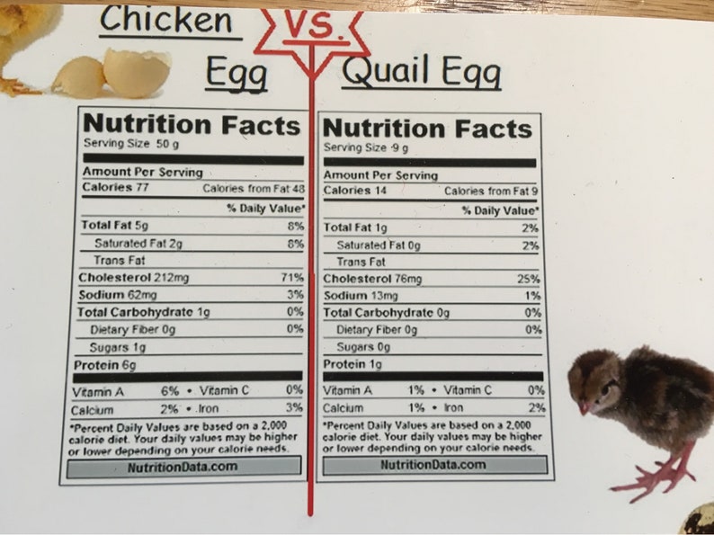 Farm Fresh Quail Eggs Etsy