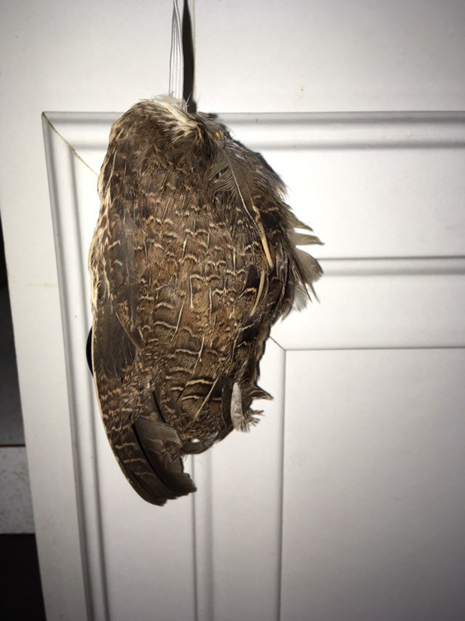 Crazy Cat Toy Authentic Dehydrated Quail Wing Etsy