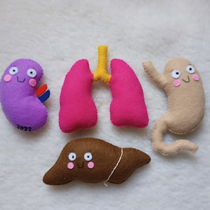 Human body organs in felt.
