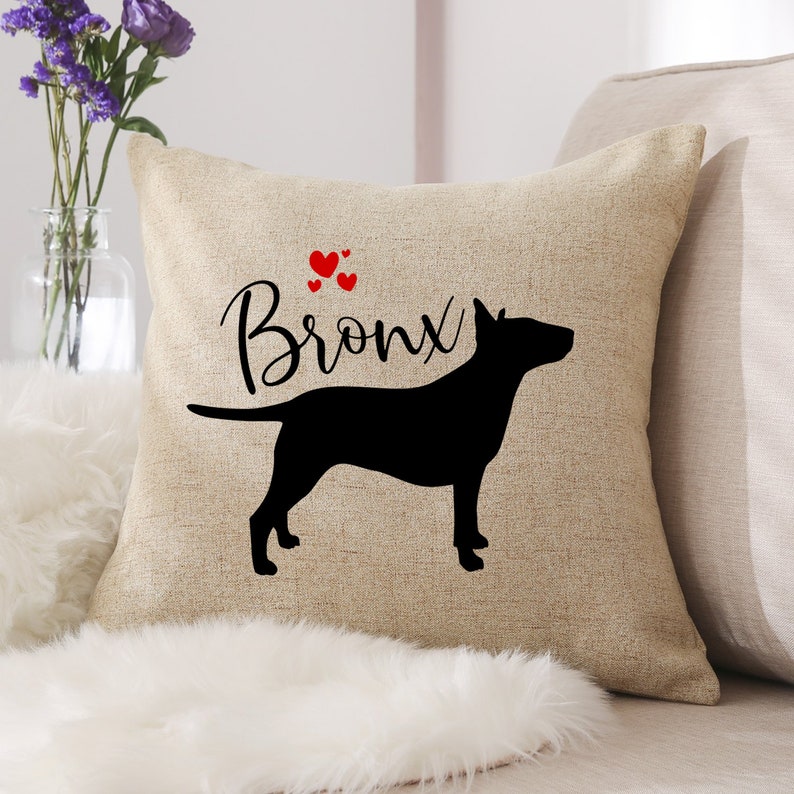 short legged chihuahua