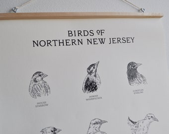 Birds of Northern New Jersey Wall Chart