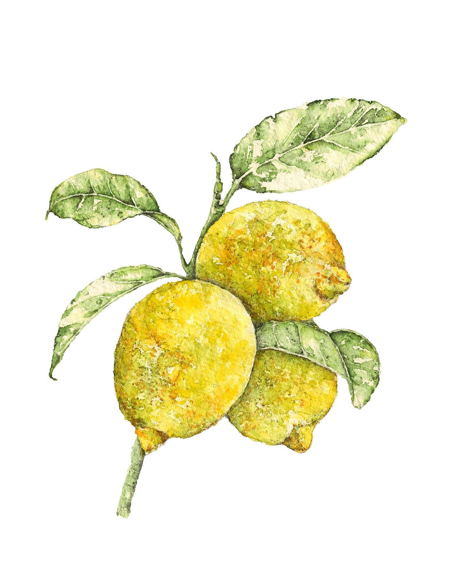 Lemon Print Watercolor Lemon Printables Botanical Print - Etsy