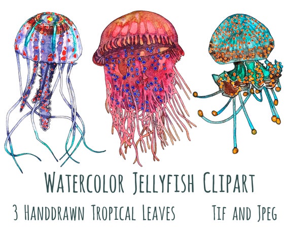 Jellyfish Clip Art, Sea Life Clipart, Marine Clip Art, Watercolor Fish, Clipart, Instant Download, Digital Clipart, Ocean Life Illustration