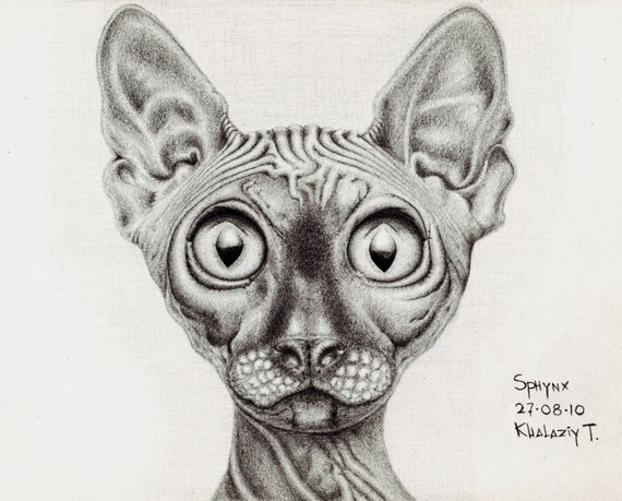 Sphynx Print Printables Cat Print Cat Pencil Drawing Spynx Etsy