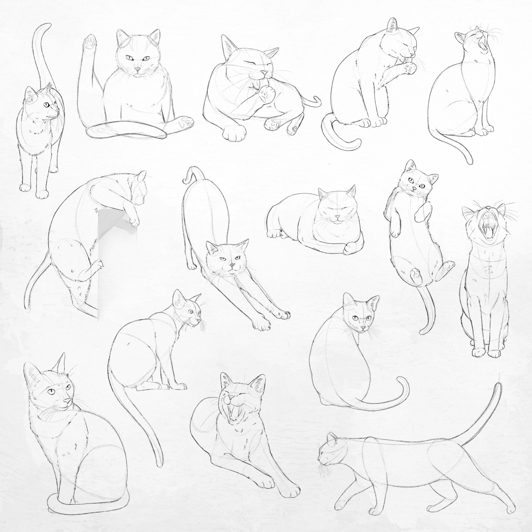 Cat Pose Sketch Stamps For Procreate