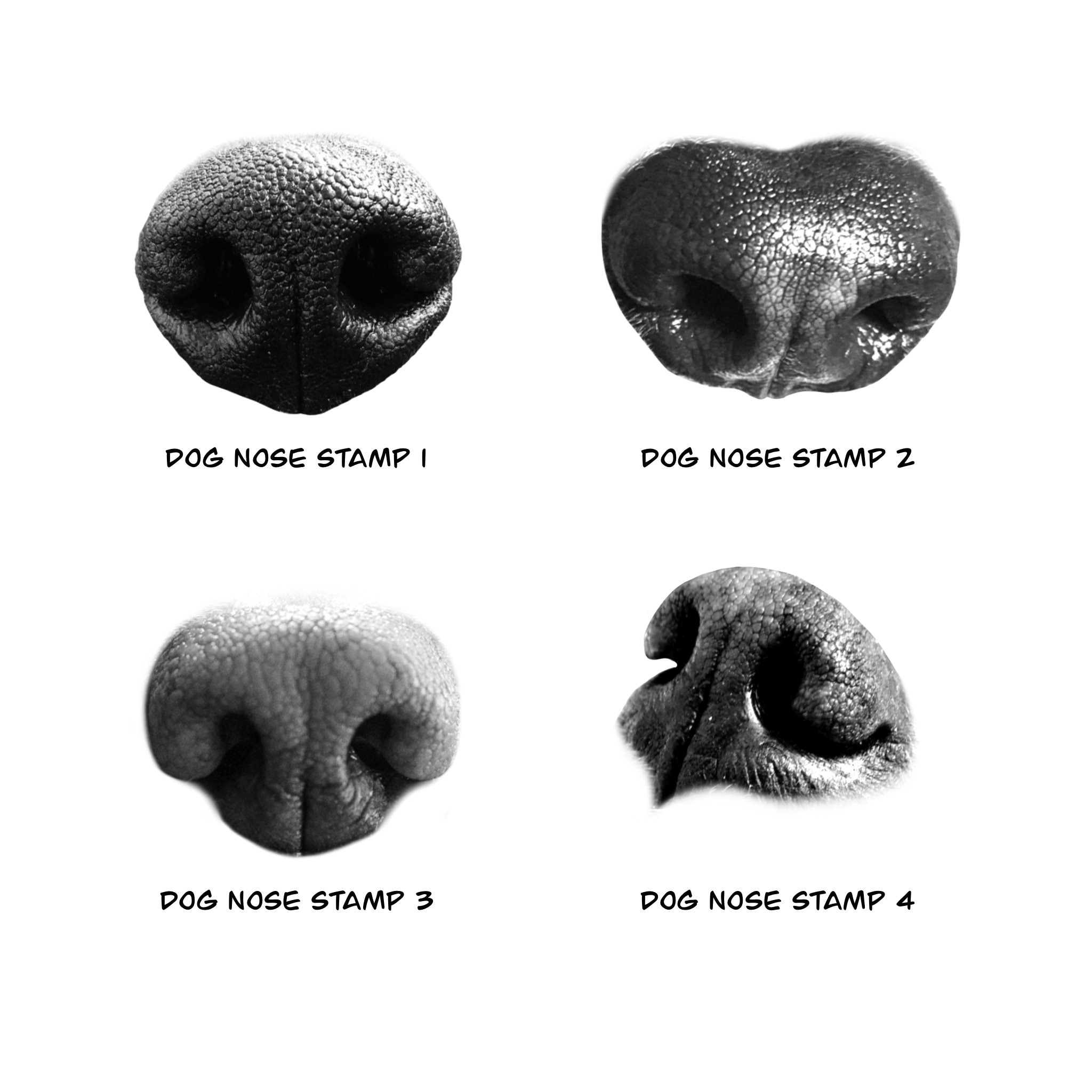 Dog Nose Textures and Stamps for Procreate Etsy