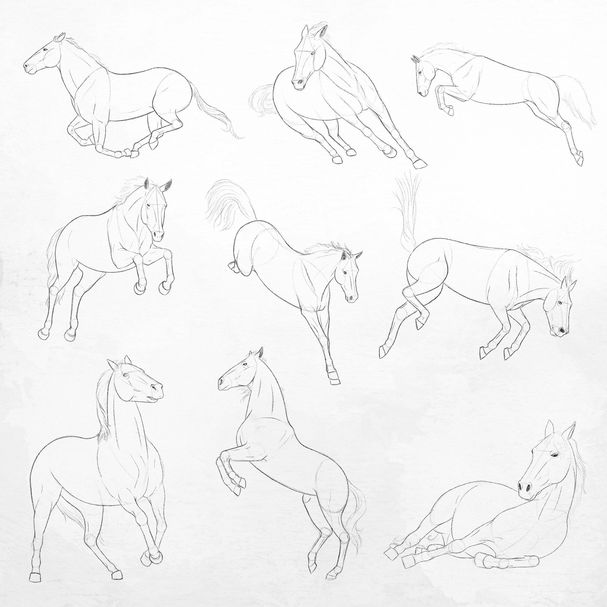 Horse Pose Poses Sketch Drawing Simply Stock Illustration 2187864305 |  Shutterstock