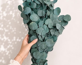 Preserved Silver Dollar Eucalyptus | Dried Eucalyptus Bundle | Wedding Greenery | Vase Filler | Bridal Bouquet Greenery | Home Decor | Calif