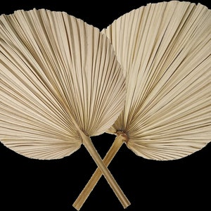 May include: Two large, dried palm leaves, also known as palm fronds, are crossed at the stems. The leaves are a light beige color and have a fan-like shape.