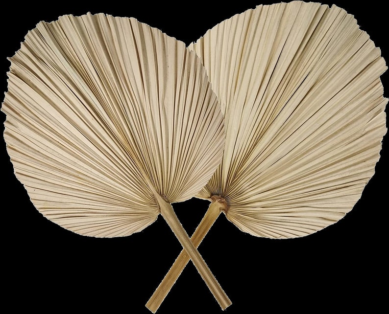 May include: Two large, dried palm leaves, also known as palm fronds, are crossed at the stems. The leaves are a light beige color and have a fan-like shape.