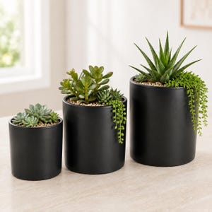May include: Three cylindrical matte black ceramic planters of varying heights, each containing a different arrangement of green succulents. The plants are set in light-colored soil and include varieties with thick leaves and trailing stems.