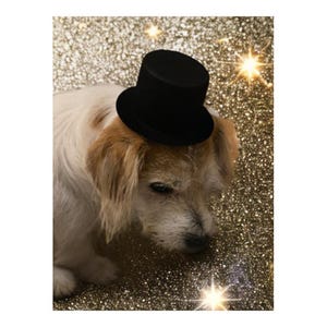 May include: A small, white dog wearing a black top hat. The dog is looking down at a sparkly gold surface.
