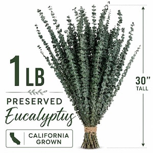 May include: A large bundle of dark green preserved eucalyptus stems tied with twine at the base. The text reads 1 LB, PRESERVED Eucalyptus, CALIFORNIA GROWN, and 30" TALL, with a graphic of the state of California. The stems are long and thin.