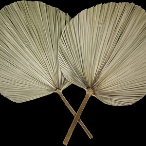 May include: Two dried palm leaves, also known as a fan palm, are crossed at the stems. The leaves are a light beige color and have a natural, rustic look.