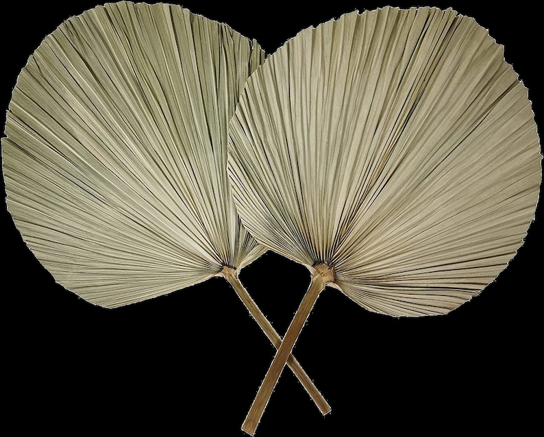May include: Two dried palm leaves, also known as a fan palm, are crossed at the stems. The leaves are a light beige color and have a natural, rustic look.