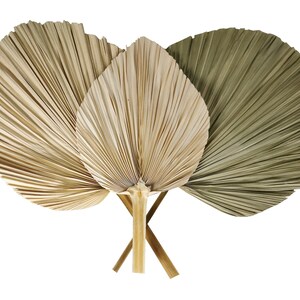 May include: Three dried palm leaves in a fan shape, one is natural brown, one is a light beige, and one is a muted green.