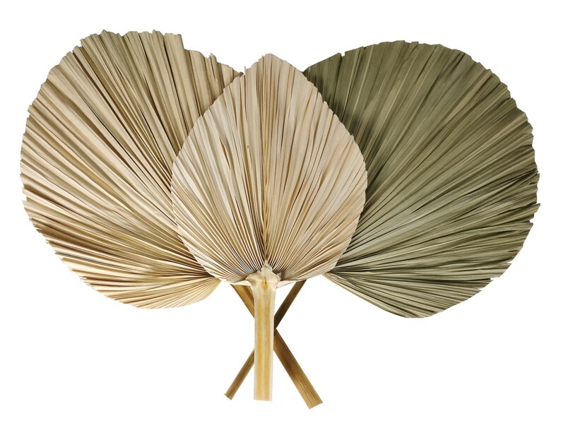 May include: Three dried palm leaves in a fan shape, one is natural brown, one is a light beige, and one is a muted green.