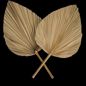 May include: Two dried palm leaves, also known as  'fan palms', are crossed at the stems. The leaves are a light brown color and have a natural, organic texture.
