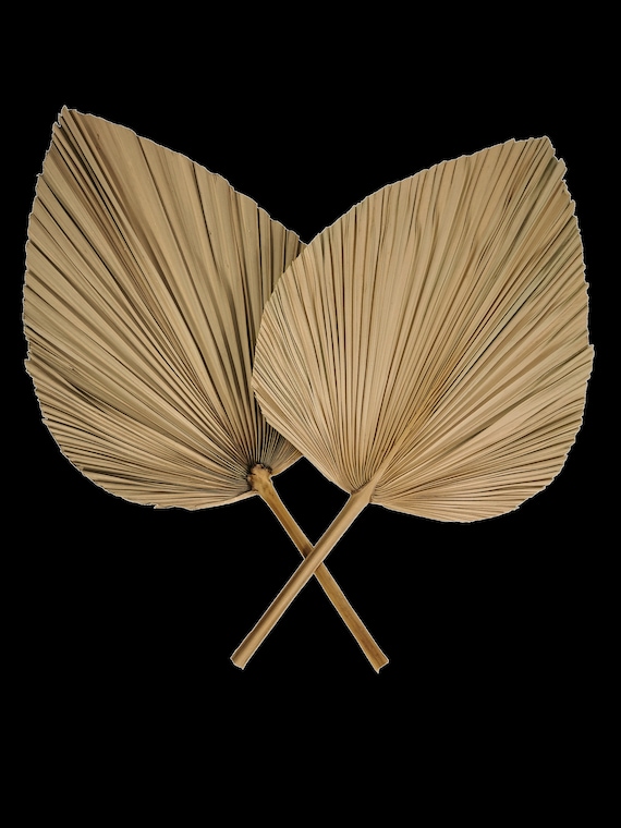 Natural Dried Palm Leaves: Boho Decor, 20-24" Tall, 2PCS/Unit
